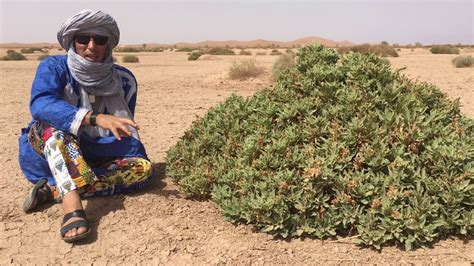 Sahara Desert Plants