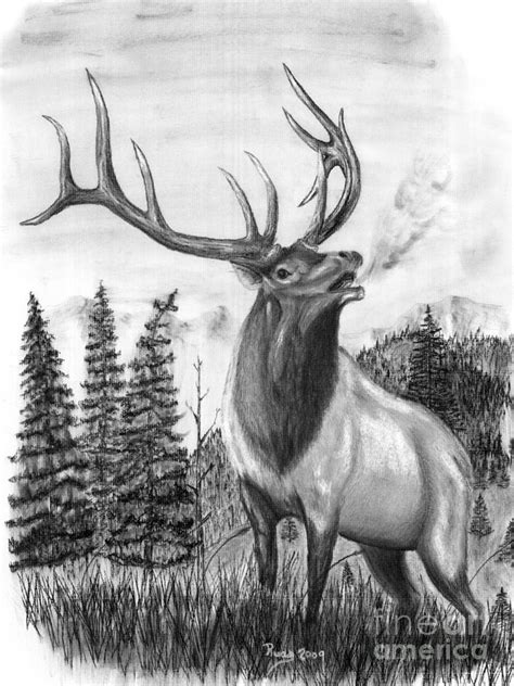 Bull Elk Issuing Challenge Drawing by Russ Smith | Fine Art America