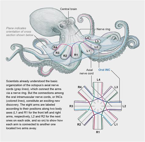 Octopus Dissection