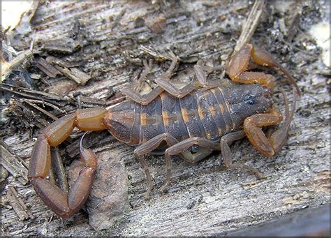 Hentz Striped Scorpion (Centruroides hentzi) Animals Images, Funny ...