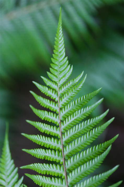 Close-Up Photo of Fern Plant · Free Stock Photo