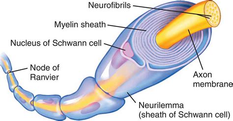 Myelin, myelin sheath, function & myelin sheath diseases and disorders