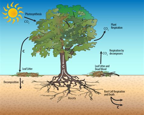 1A: Trees - The Carbon Storage Experts!