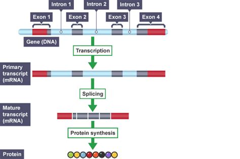 a diagram showing the structure of an organ and how it is attached to ...