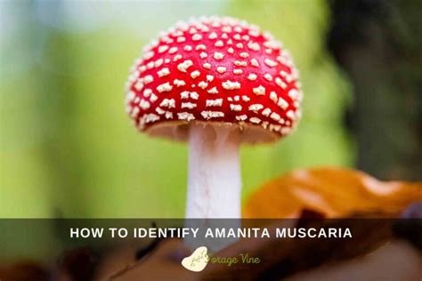 Ultimate Guide To Amanita Muscaria (Fly Agaric): How To Identify And ...