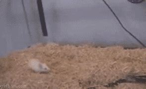 Snake Mouse GIF - Find & Share on GIPHY