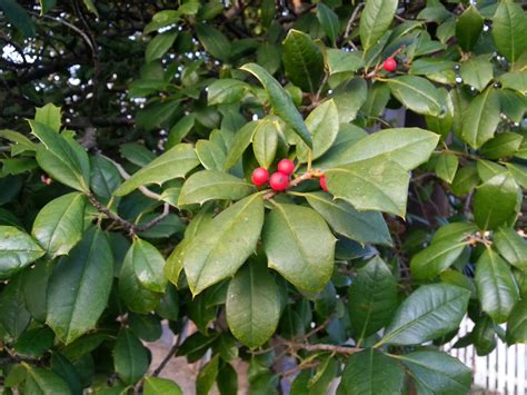 Ben's Journal: Name that Tree: Red Berry Edition