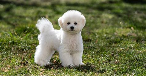 How Do You Keep A Bichon Frise White