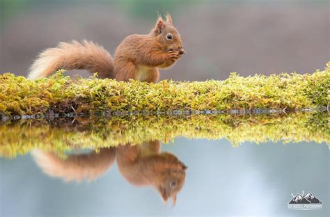 WILDWATCHER: Red Squirrels - Red Squirrel photography workshops & hide ...