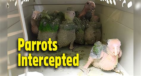 Ten Baby Parrots Intercepted at Hidalgo International Bridge - Texas ...