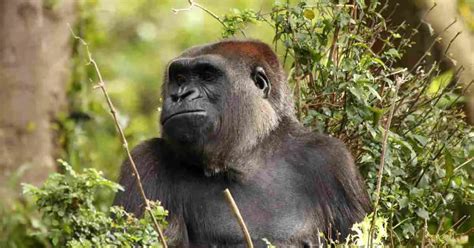 Silverback Gorilla Behavior - AnimalBehaviorCorner