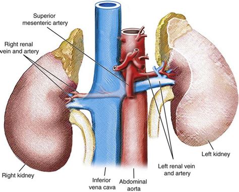 Renal Vasculature | Radiology Key