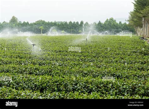 Cameron highlands tea plantation Stock Photo - Alamy