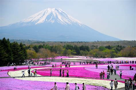 Shibazakura Private Group Tour | Favorite Japan Guide Tour