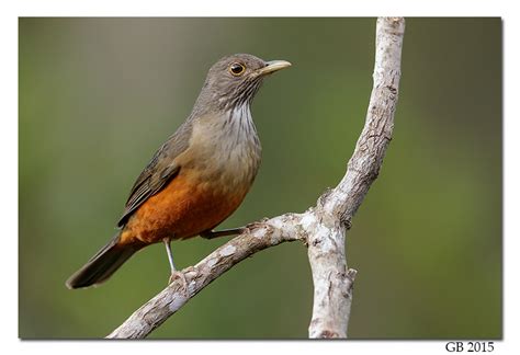 RUFOUS-BELLIED THRUSH