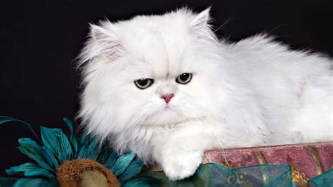 Persian cat - Price, Personality, Lifespan