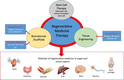 Frontiers | Regenerative Medicine Therapy in Malaysia: An Update