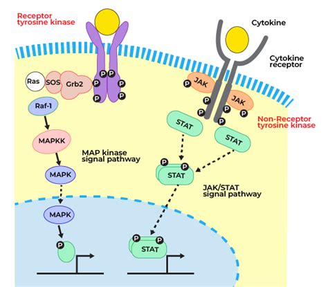 Receptor Tyrosine Kinase Pathway