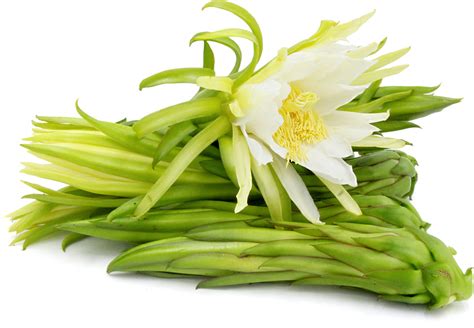 Dragon Fruit Flower Buds Information and Facts