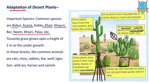 Ecological Adaptations Of Desert Plants Ppt