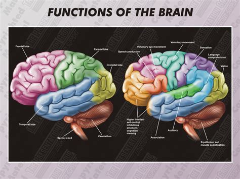 Brain Jack Image: Brain Function Map