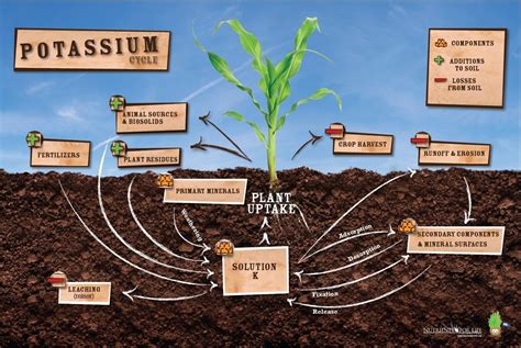 The Three Main Nutrients Plants Need From The Soil – SC Garden Guru