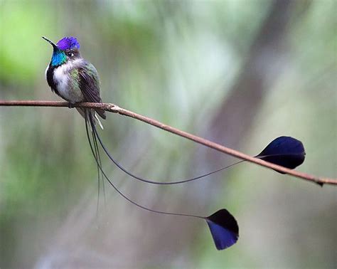 Captivating Snapshot of a Spatuletail Hummingbird