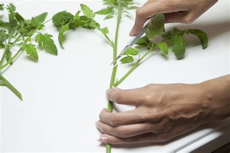 How To Plant Stem Cuttings