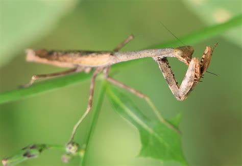 Carolina Mantis Life Cycle: A Fascinating Journey of Transformation ...