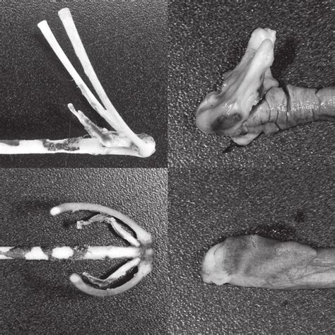 (PDF) Chameleon anatomy