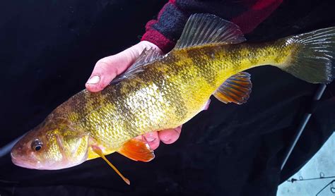 Perch | Montana Hunting and Fishing