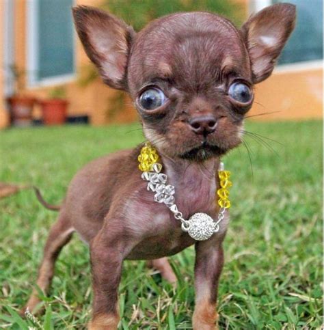 Chihuahua Milly is the World's Smallest Dog (10 pics)