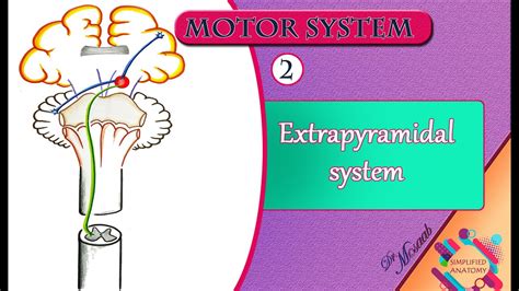 Extrapyramidal System Anatomy And Clinical Importance Kenhub