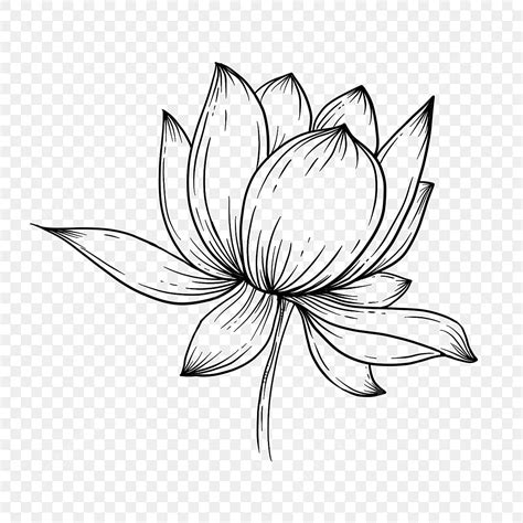 Simple Sketch Lotus, Lotus Drawing, Lotus Sketch, Lotus Flower PNG ...