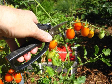 Why To Prune Tomatoes Gardening Stories | Free Hot Nude Porn Pic Gallery