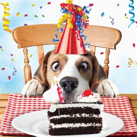 Birthday Card with Dogs Beagle Luxury Glitter Funny Birthday Greeting ...