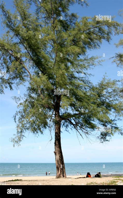 Malays swim or take shade under a casuarina tree at a beach Bachok ...