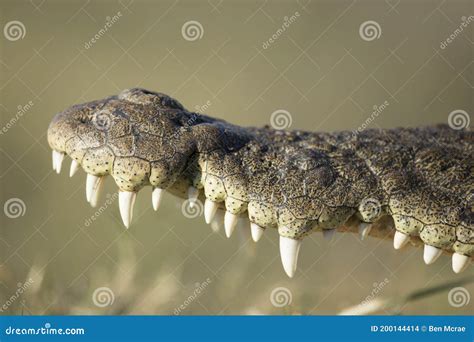 Crocodile Teeth while Resting Stock Photo - Image of teeth, zimbabwe ...