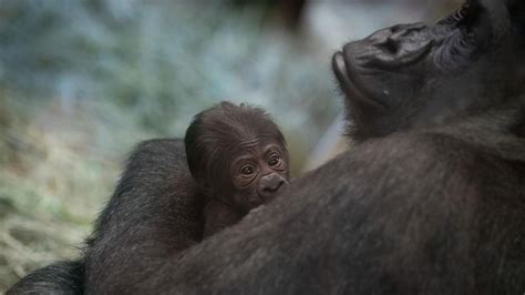 Columbus Zoo welcomes 'unexpected' baby gorilla