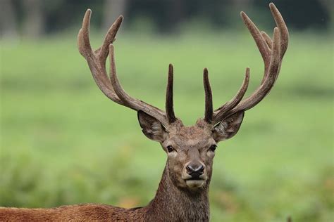 Young Red Deer Stag With Velvet Antler Photograph by Hammerchewer (g C ...