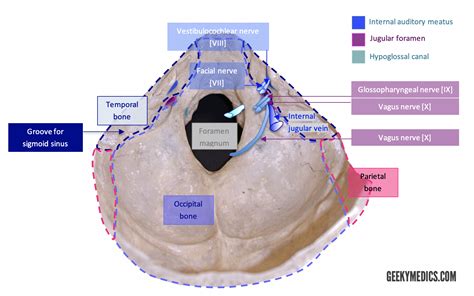 Posterior Cranial Fossa