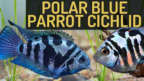 Polar Blue Parrot Cichlid: Care Tips from Expert Aquarists - YouTube