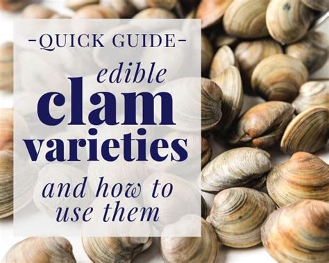 Types of Clams and How to Use Them - Striped Spatula