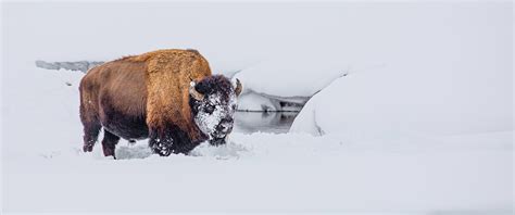 Bison and Water • Marko Dimitrijevic Photography