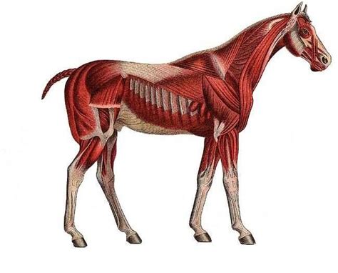 Equine Athletes & Musculoskeletal Dysfunction | Animals, Equines ...