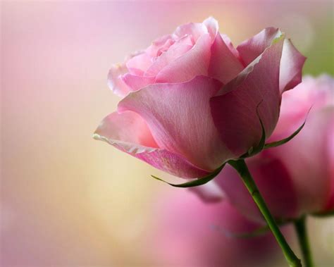 Pink Rose Backgrounds - Wallpaper Cave