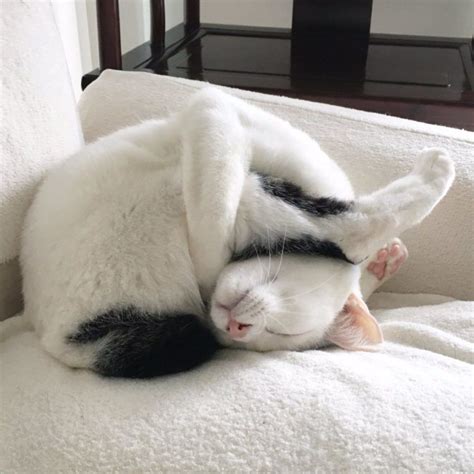 50 Funny cats sleeping in weird positions & places - Lazy Pet Owner ...