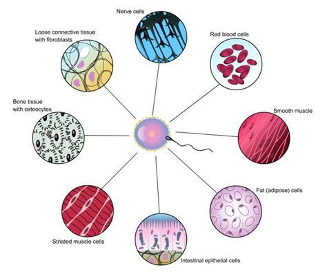 A Slice of Life Sci: New Research: The Evolution of Multicellularity