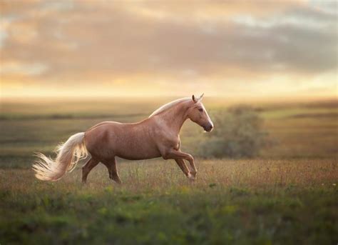 Sarcoid in Horses | PetMD