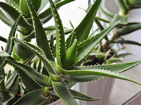 What type of Aloe is this? : plants